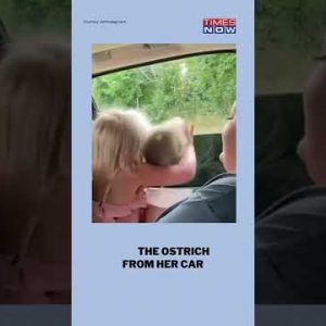 3-Yr-Old Gives Tight Hug To Ostrich During Safari Ride | #shorts