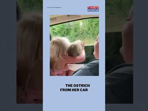 3-Yr-Old Gives Tight Hug To Ostrich During Safari Ride | #shorts