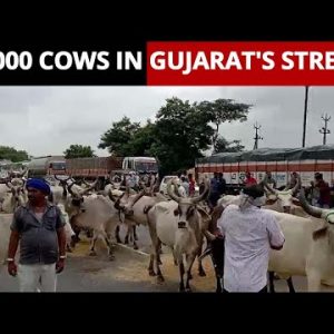 10,000 Cows Released On The Roads Of Gujarat's Banaskanth In Protest Against Government