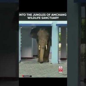 Elephant Roams Around Corridors Of Army Public School In Guwahati