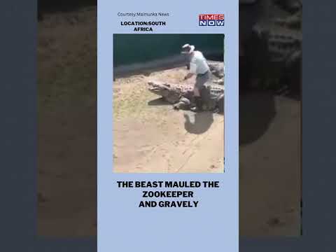 Giant Crocodile Attacks Handler In South Africa #shorts