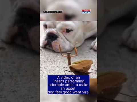 Mantis' Attempts To Cheer Up Doggo | #shorts | #viralvideo