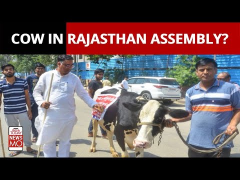 BJP MLA Suresh Singh Rawat Brings Cow To Rajasthan Assembly To Protest But It Runs Away; WATCH