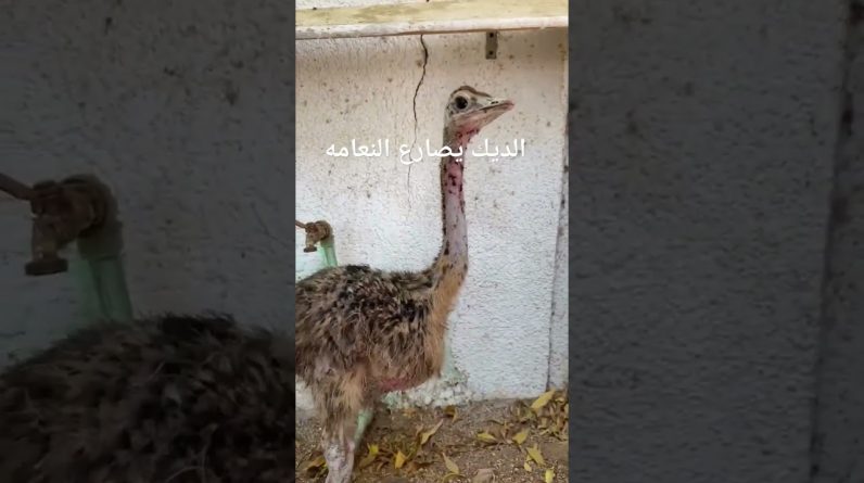 الديك يصارع النعام والكلب يتدخل  The rooster fights the ostrich and the dog interferes