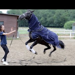 Pferd in Schrecksituation passt auf seine Besitzerin auf - Stute Bella reagiert bewundernswert