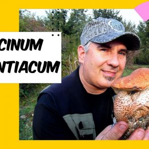 Leccinum aurantiacum