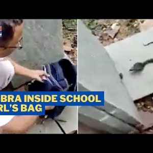 Teacher Finds Cobra Inside Student’s Bag In Madhya Pradesh
