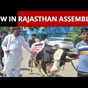 BJP MLA Suresh Singh Rawat Brings Cow To Rajasthan Assembly To Protest But It Runs Away; WATCH