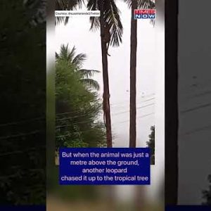 Watch: Here's Why Leopard Climbed Coconut Tree | #shorts